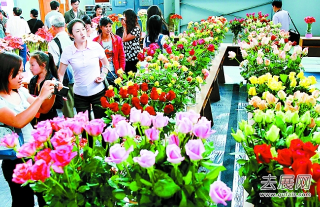中国昆明国际花卉展26日启幕 斗南花花世界有“新花样”