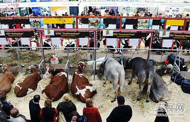 俄罗斯畜牧展：政府对俄罗斯农业的支持有助于积极的投资意图