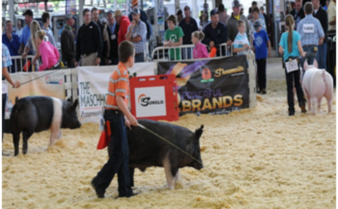 美国爱荷华洲猪类畜牧展览会