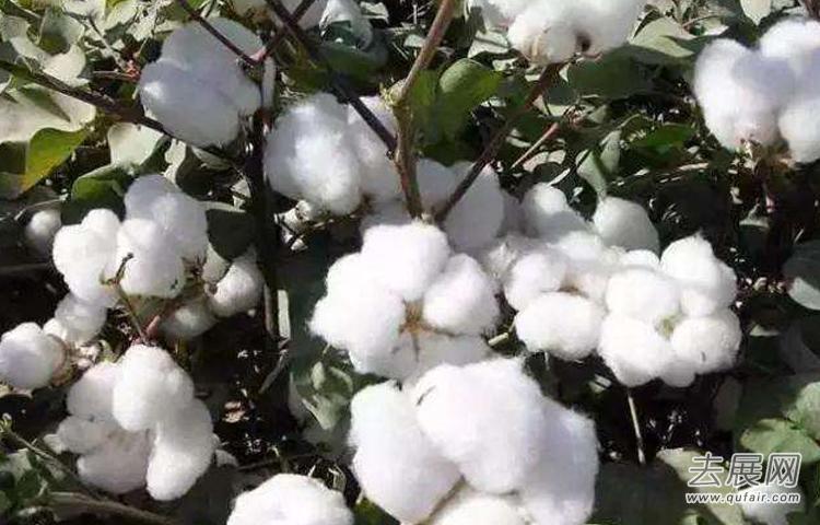 2018/2019年度埃及棉花出口量将同比增长45% 2018/2019年度埃及棉花出口量将同比增长45%
