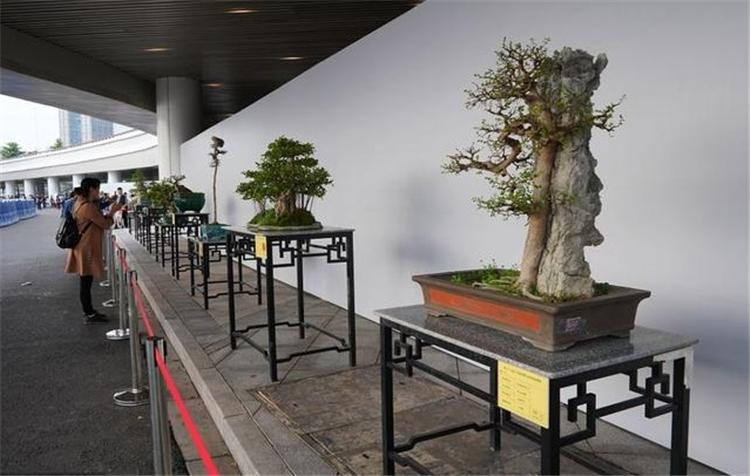 「展会图集」第25届广州园林展吸引大量游客前往参观