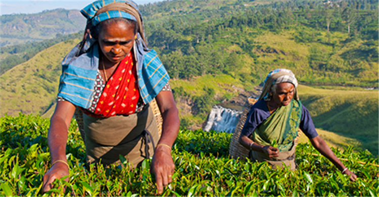 「世界茶博会」探索重要茶叶问题,专注重塑商业战略