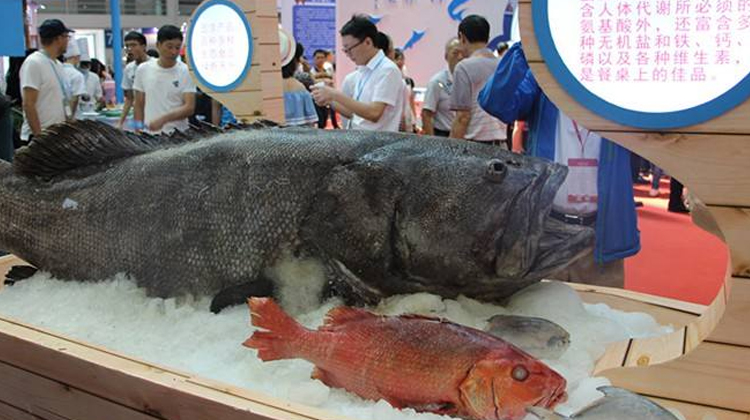 福州渔博会月底开幕,将举办首届海峡两岸秋刀鱼文化节