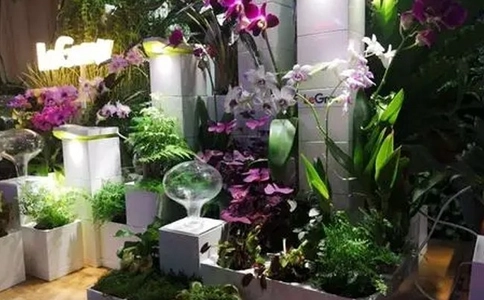 广州国际花卉园艺及盆景展览会（现场照片）4