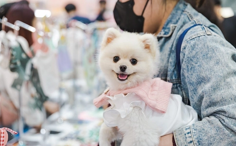 韩国首尔宠物用品展览会K-pet(现场照片)5